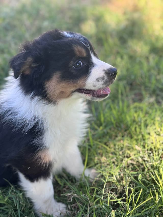 Australian Shepherd Puppies media 28