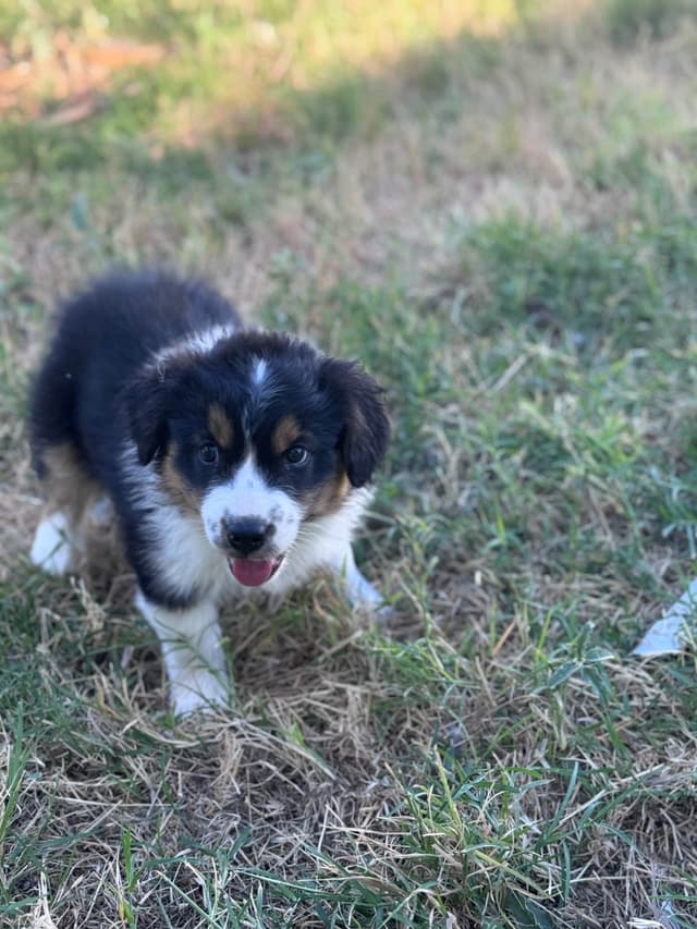 Australian Shepherd Puppies media 30