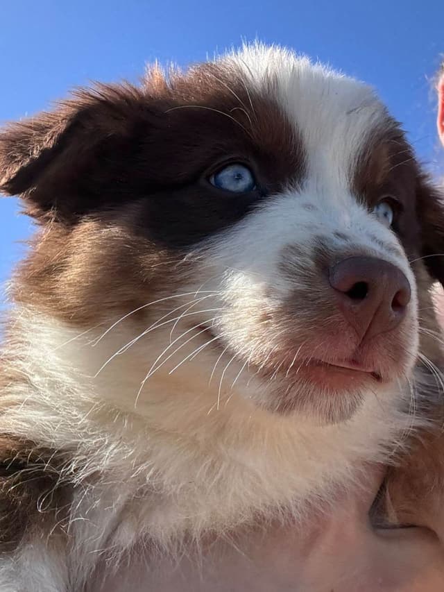 Australian Shepherd Puppies media 29