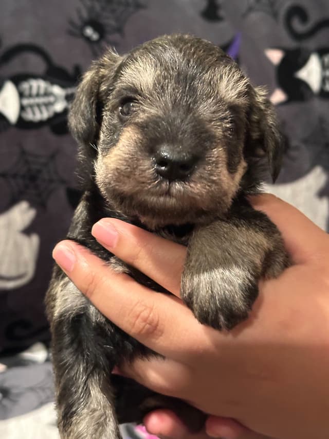 Miniature Schnauzer Females media 2