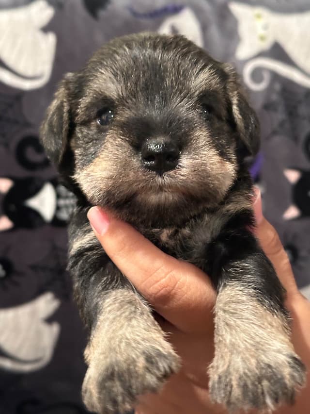 Miniature Schnauzer Females media 3
