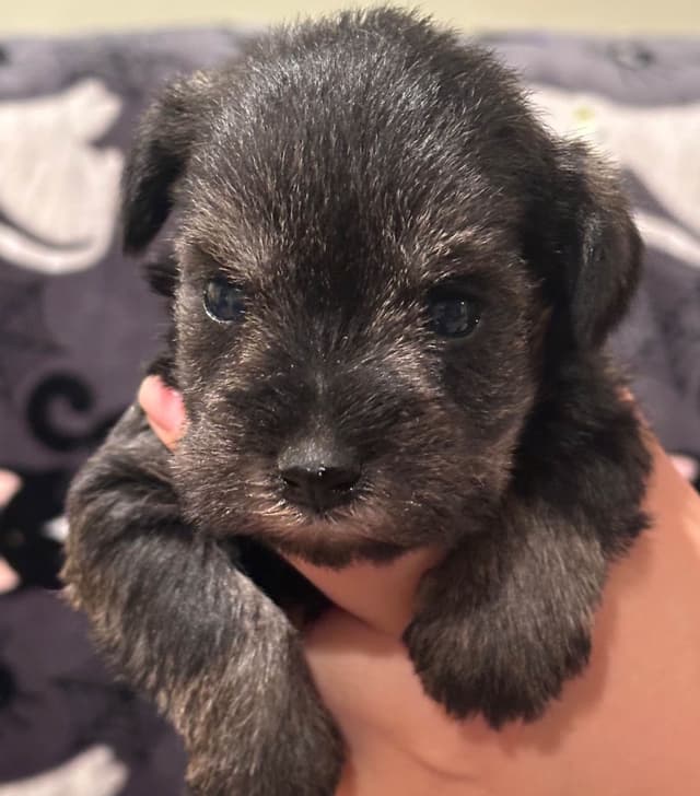 Miniature Schnauzer Females media 4