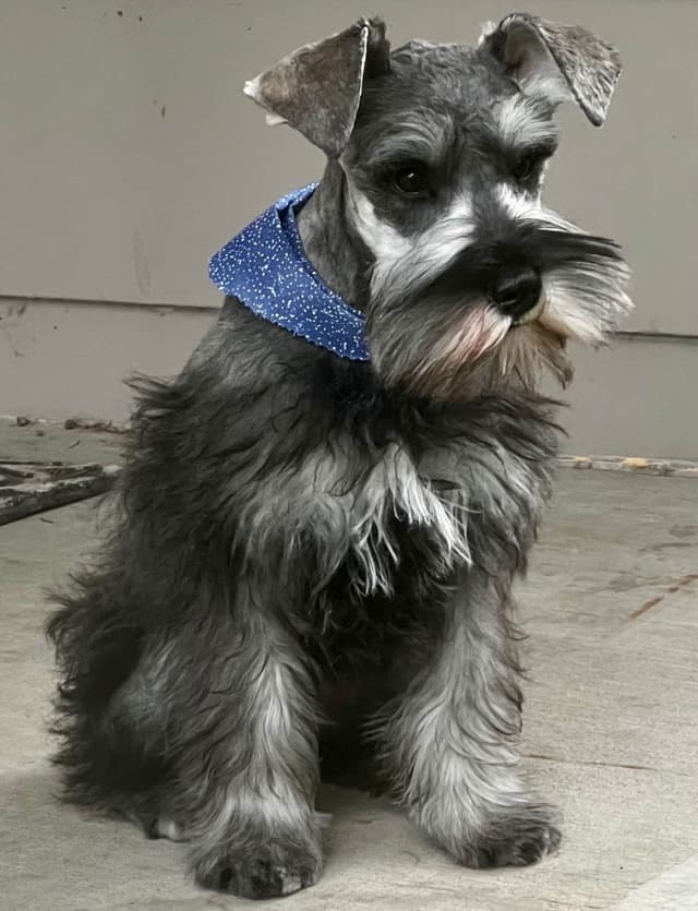Miniature Schnauzer Females media 6