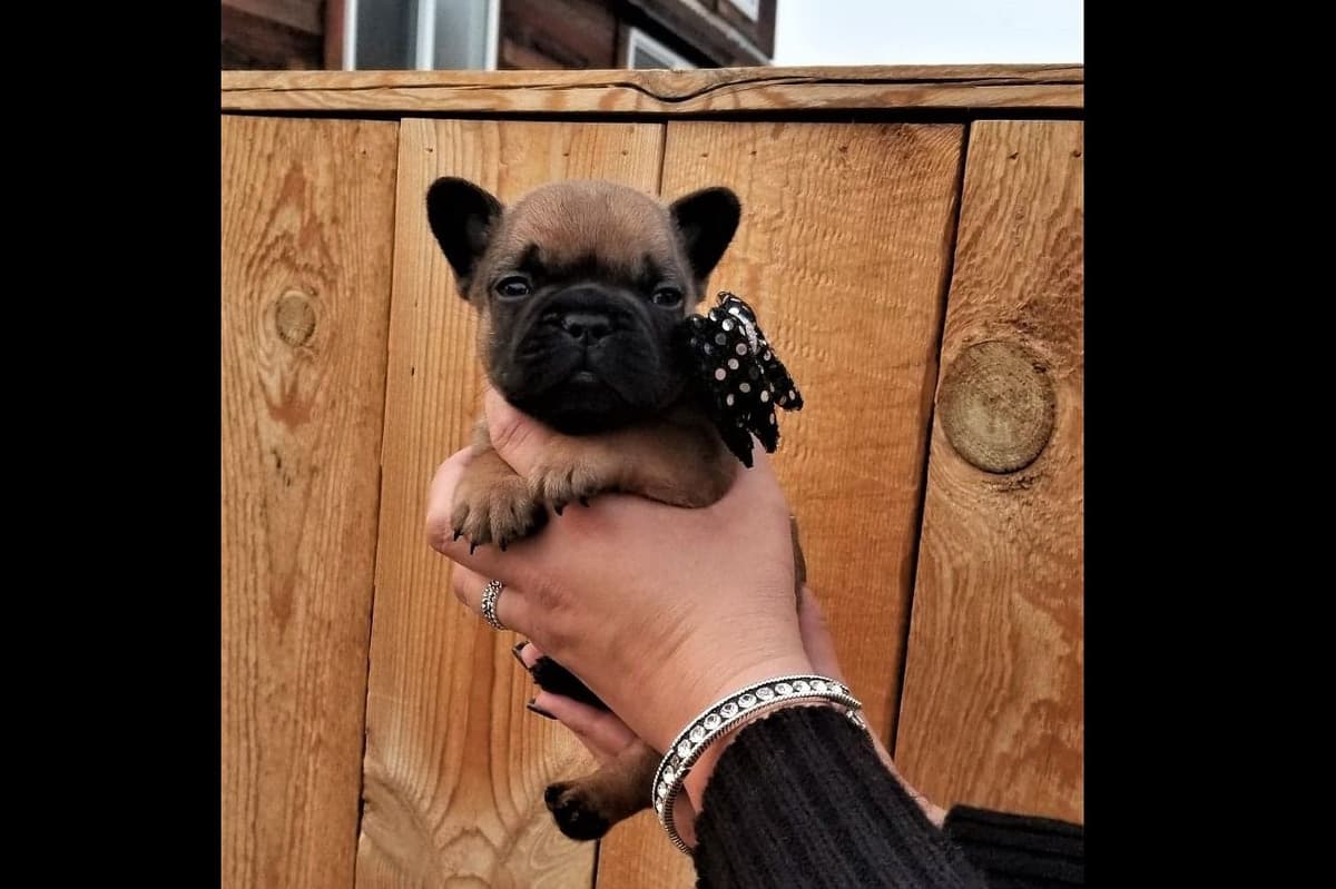 Longhair Dachshund Puppies breeder image 7