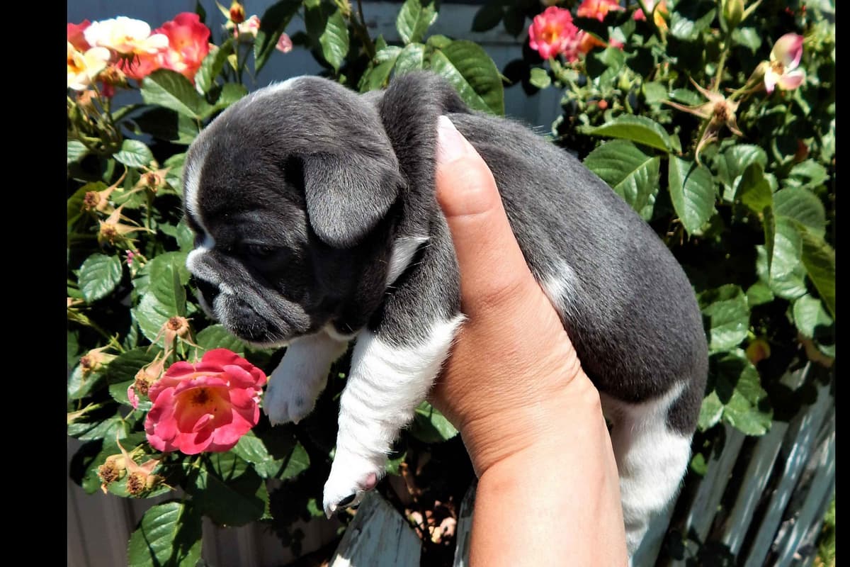 Longhair Dachshund Puppies breeder image 9