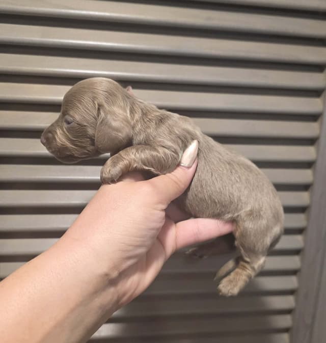 Longhair Dachshund Puppies media 2