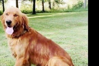 Golden Retriever Puppies breeder image 1