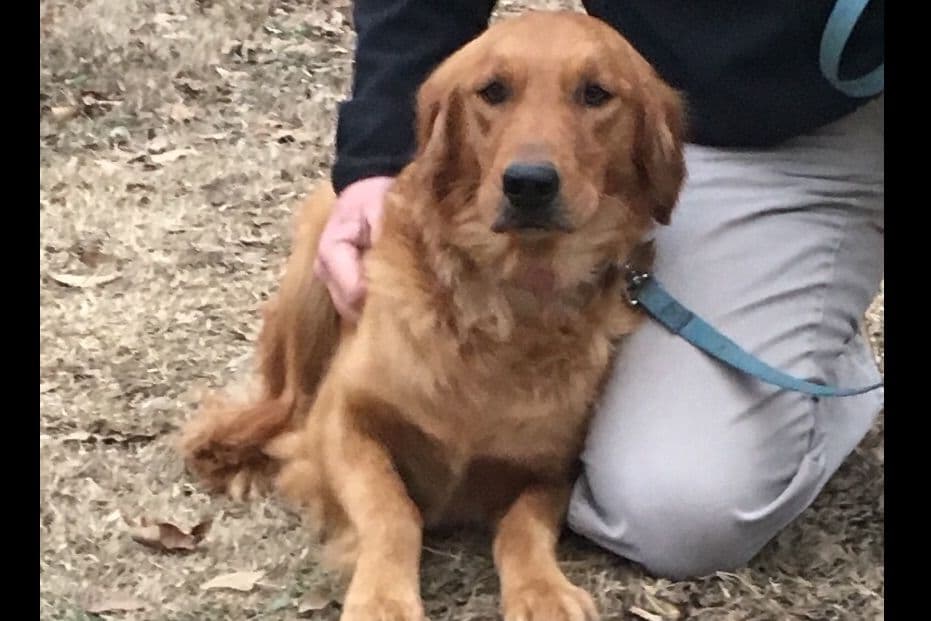 Golden Retriever Puppies breeder image 11