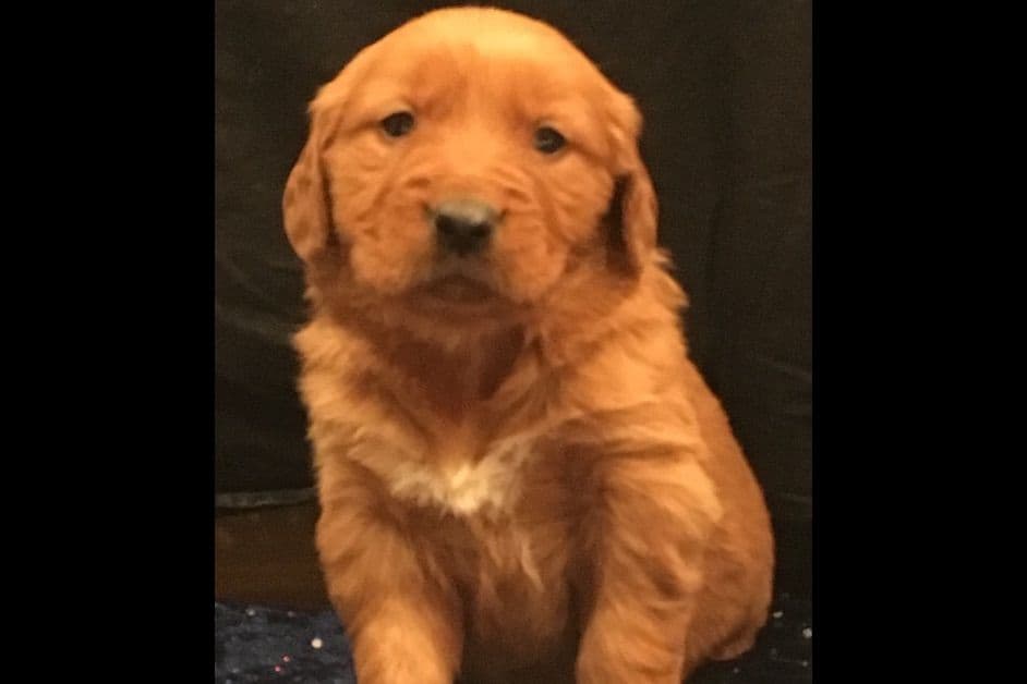 Golden Retriever Puppies breeder image 10