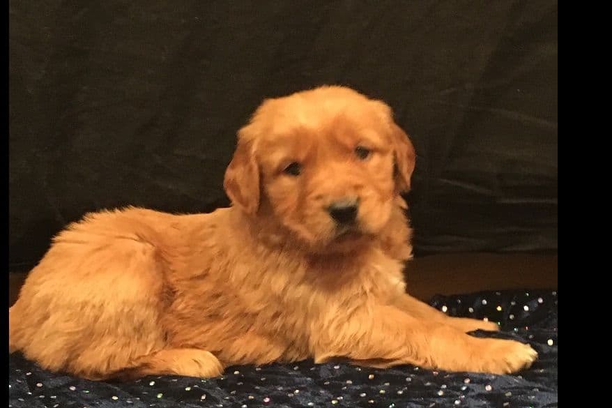 Golden Retriever Puppies breeder image 9