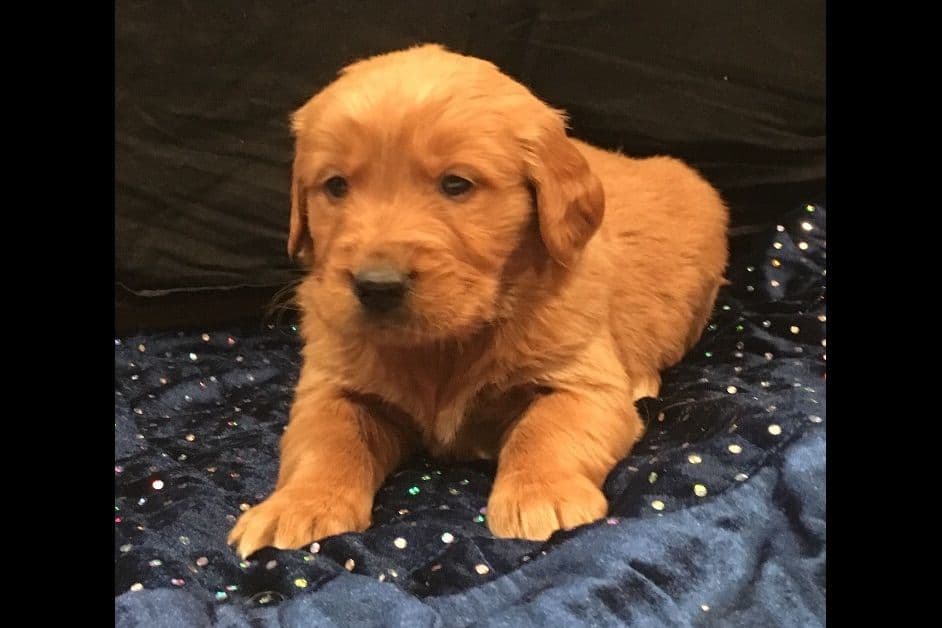 Golden Retriever Puppies breeder image 8