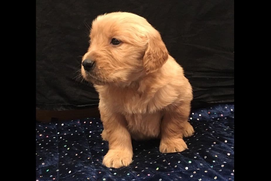 Golden Retriever Puppies breeder image 7