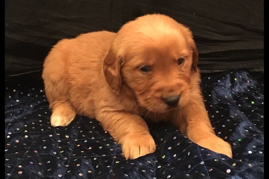 Golden Retriever Puppies breeder image 6