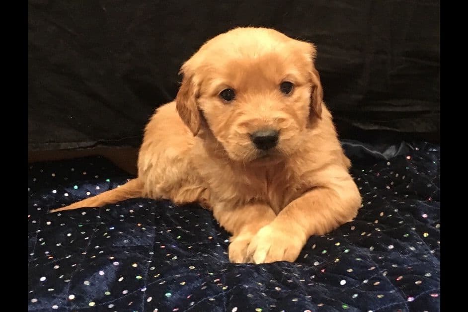 Golden Retriever Puppies breeder image 5