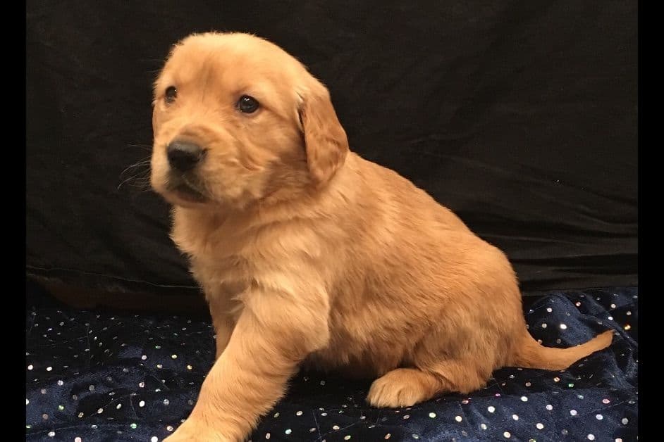 Golden Retriever Puppies breeder image 3
