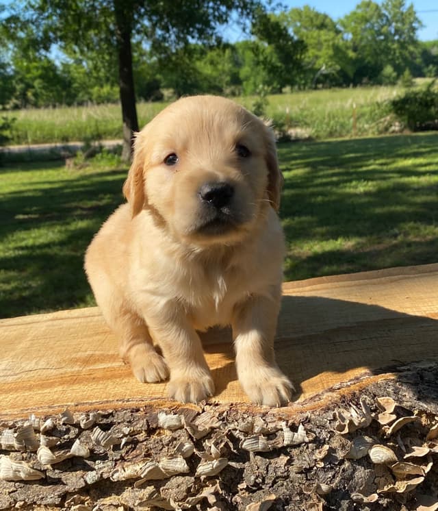 Golden Retriever Puppies media 2