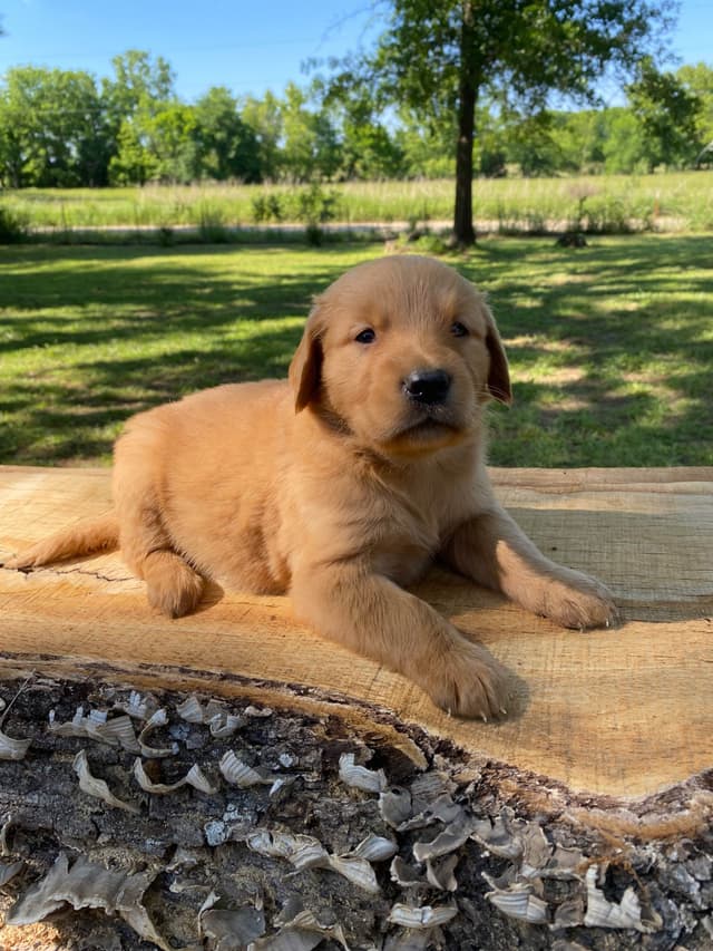 Golden Retriever Puppies media 3