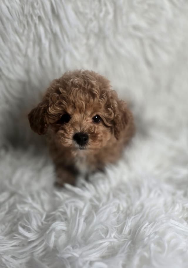 Poodle Puppies media 2