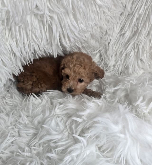 Poodle Puppies media 3