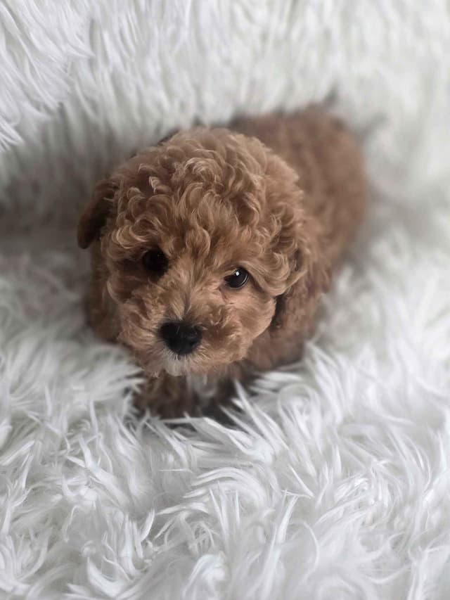 Poodle Puppies media 4