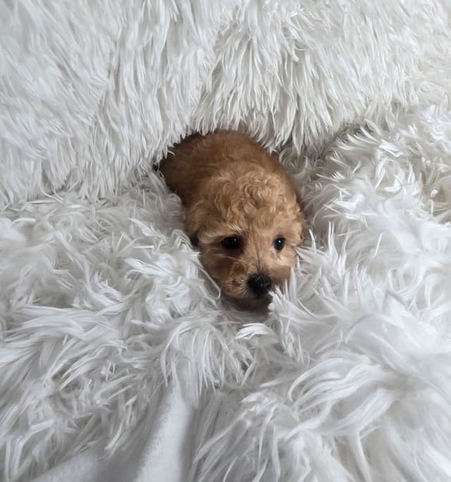 Poodle Puppies media 7