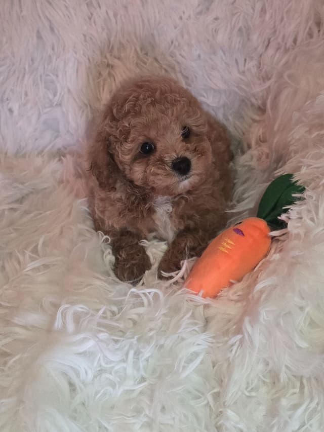 Poodle Puppies media 8