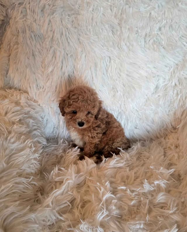 Poodle Puppies media 9