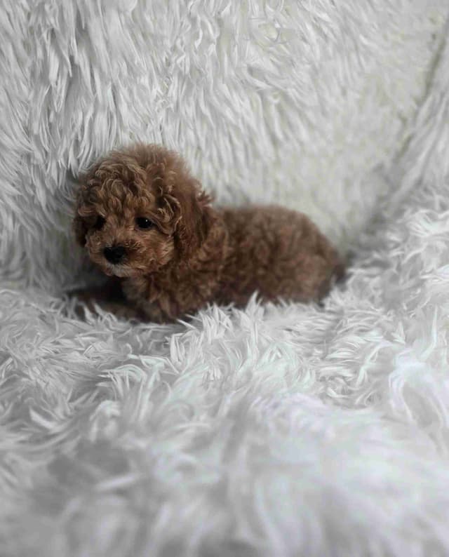 Poodle Puppies media 10