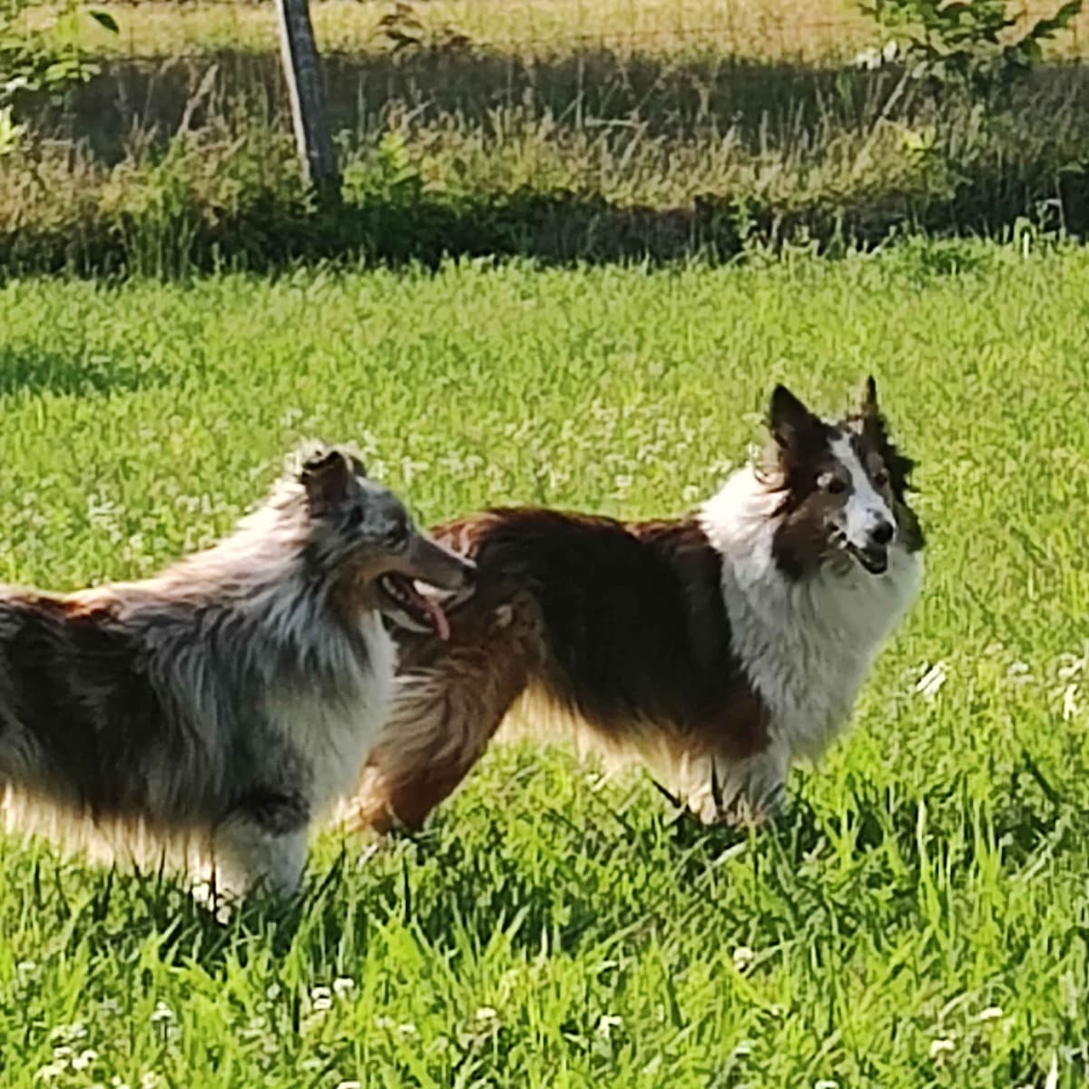 Lazyjshelties puppies AVAILABLE breeder image 1