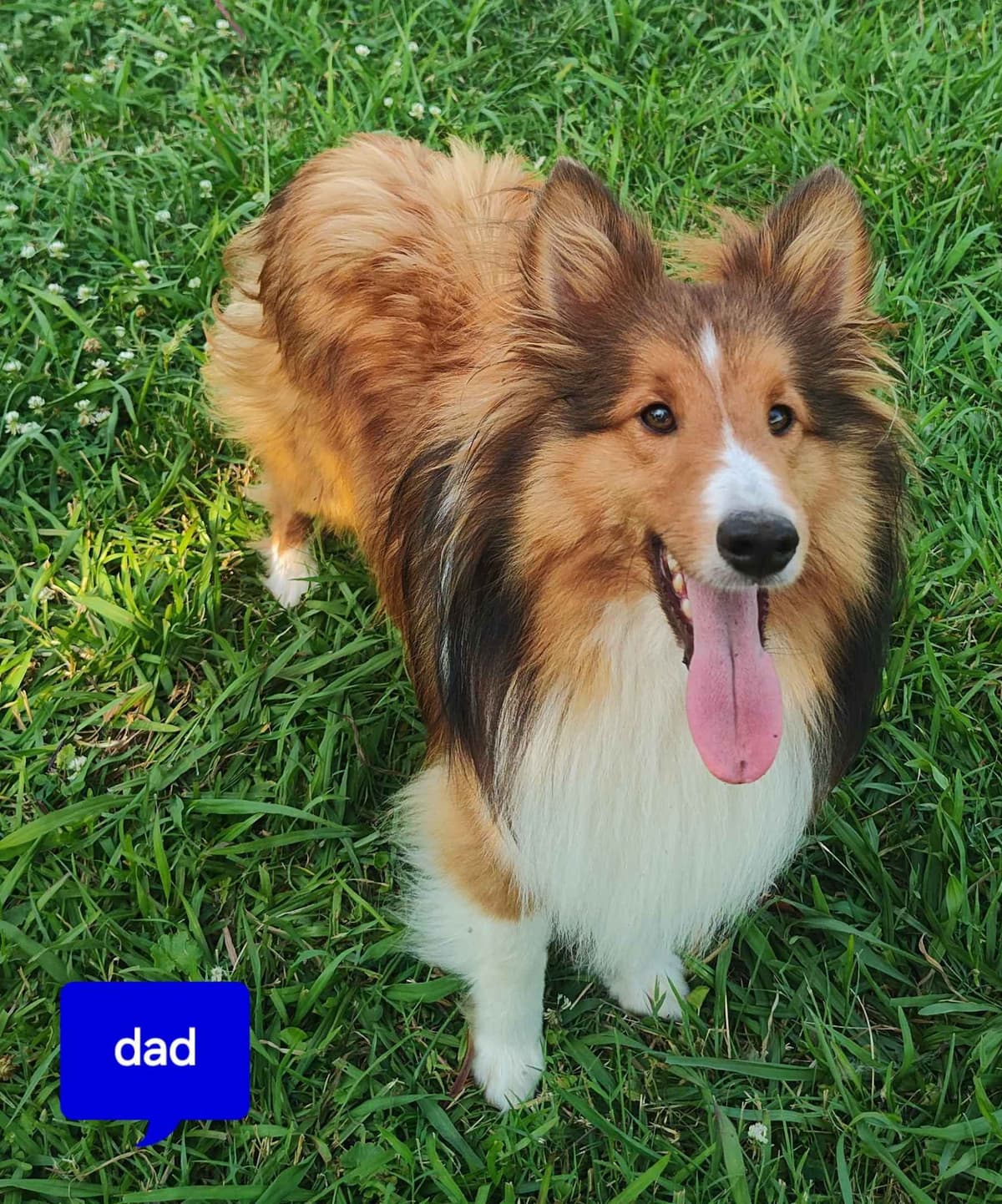 Lazyjshelties puppies AVAILABLE breeder image 3