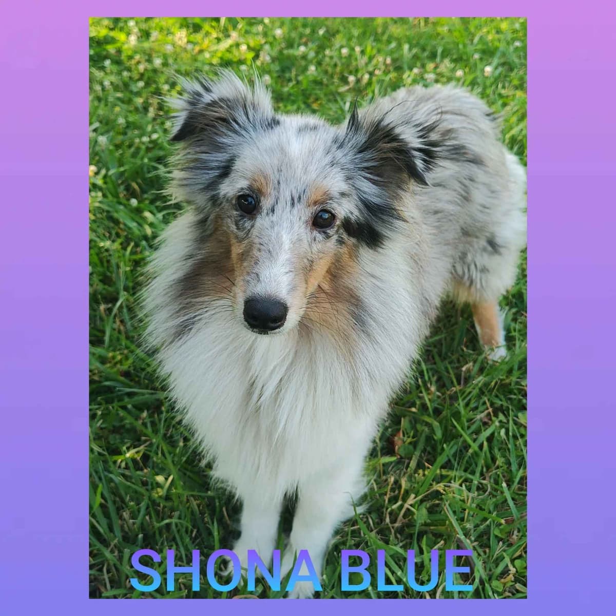 Lazyjshelties puppies AVAILABLE breeder image 2