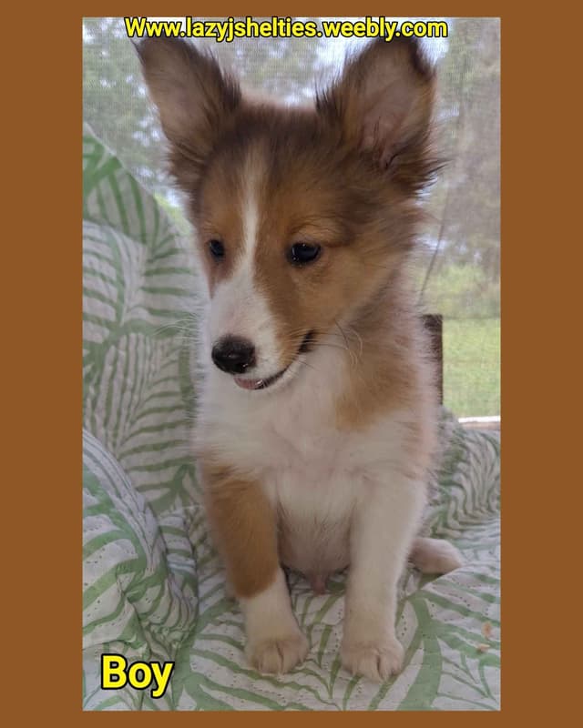 Lazyjshelties puppies AVAILABLE media 2