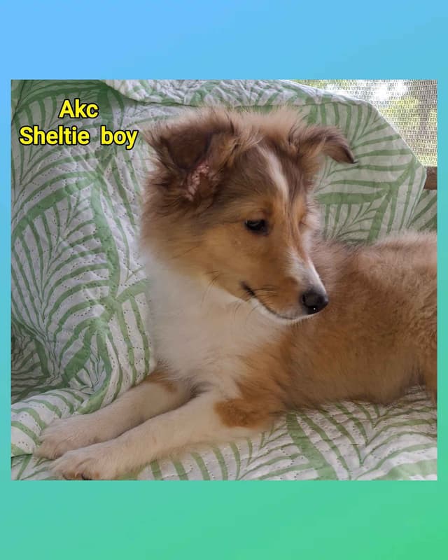 Shetland Sheepdog Puppies media 3