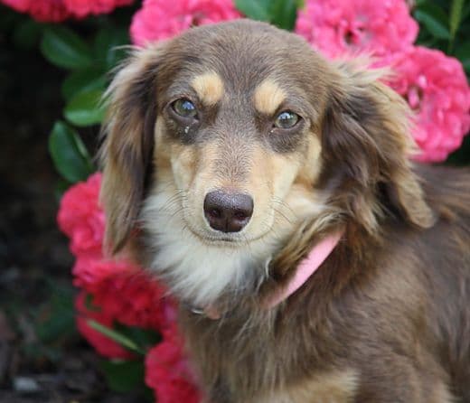 Dachshund Puppies breeder image 2