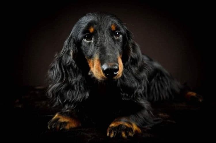 Dachshund Puppies breeder image 1