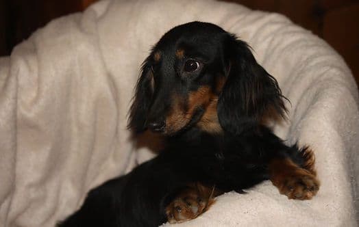 Dachshund Puppies breeder image 3