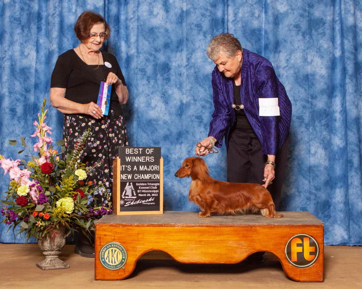 Dachshund Puppies breeder image 5