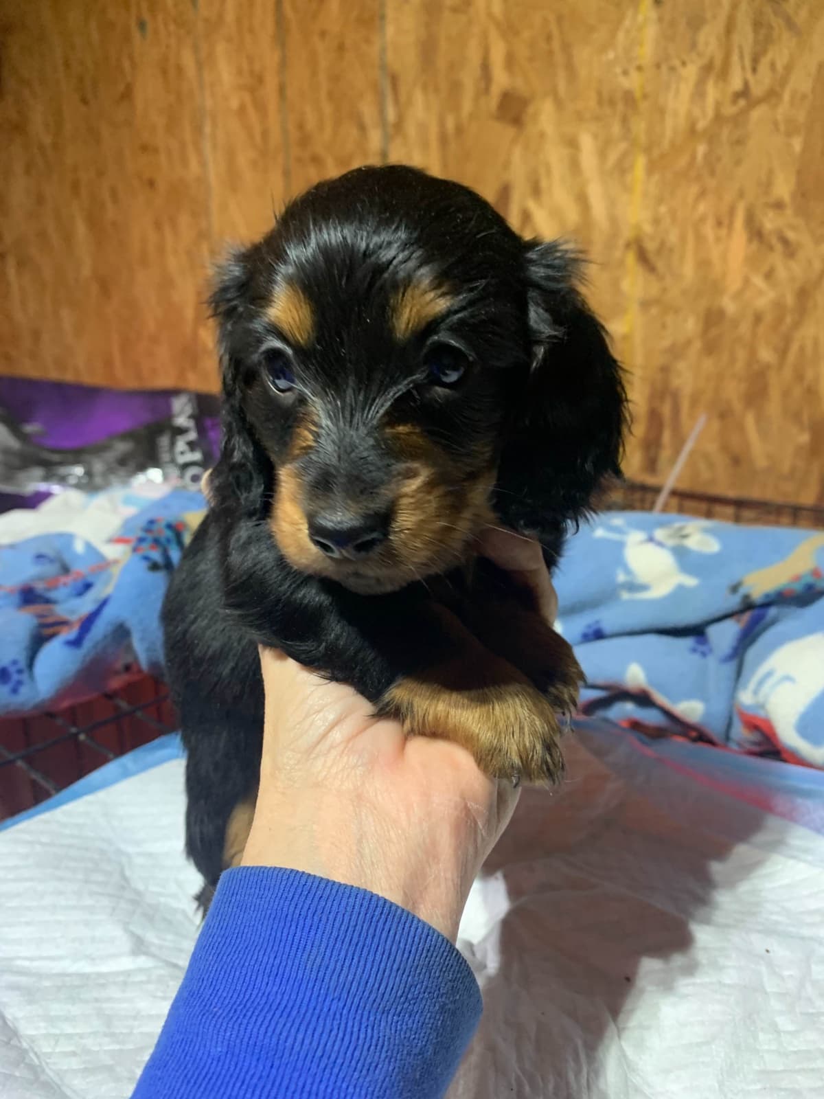 Dachshund Puppies breeder image 6