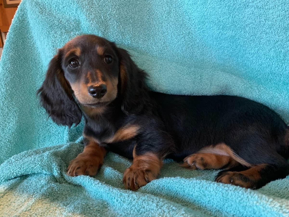 Dachshund Puppies breeder image 7