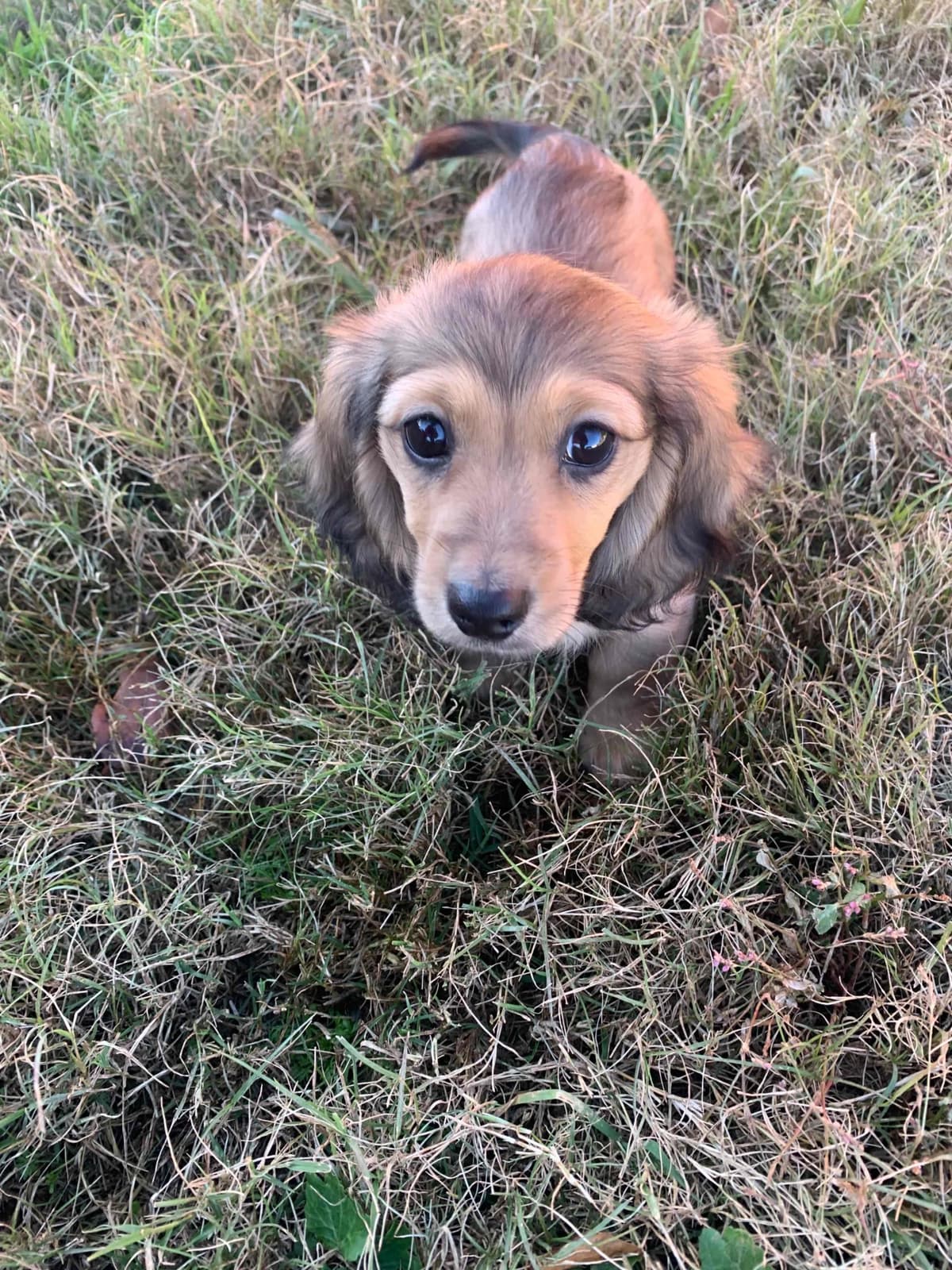 Dachshund Puppies breeder image 8
