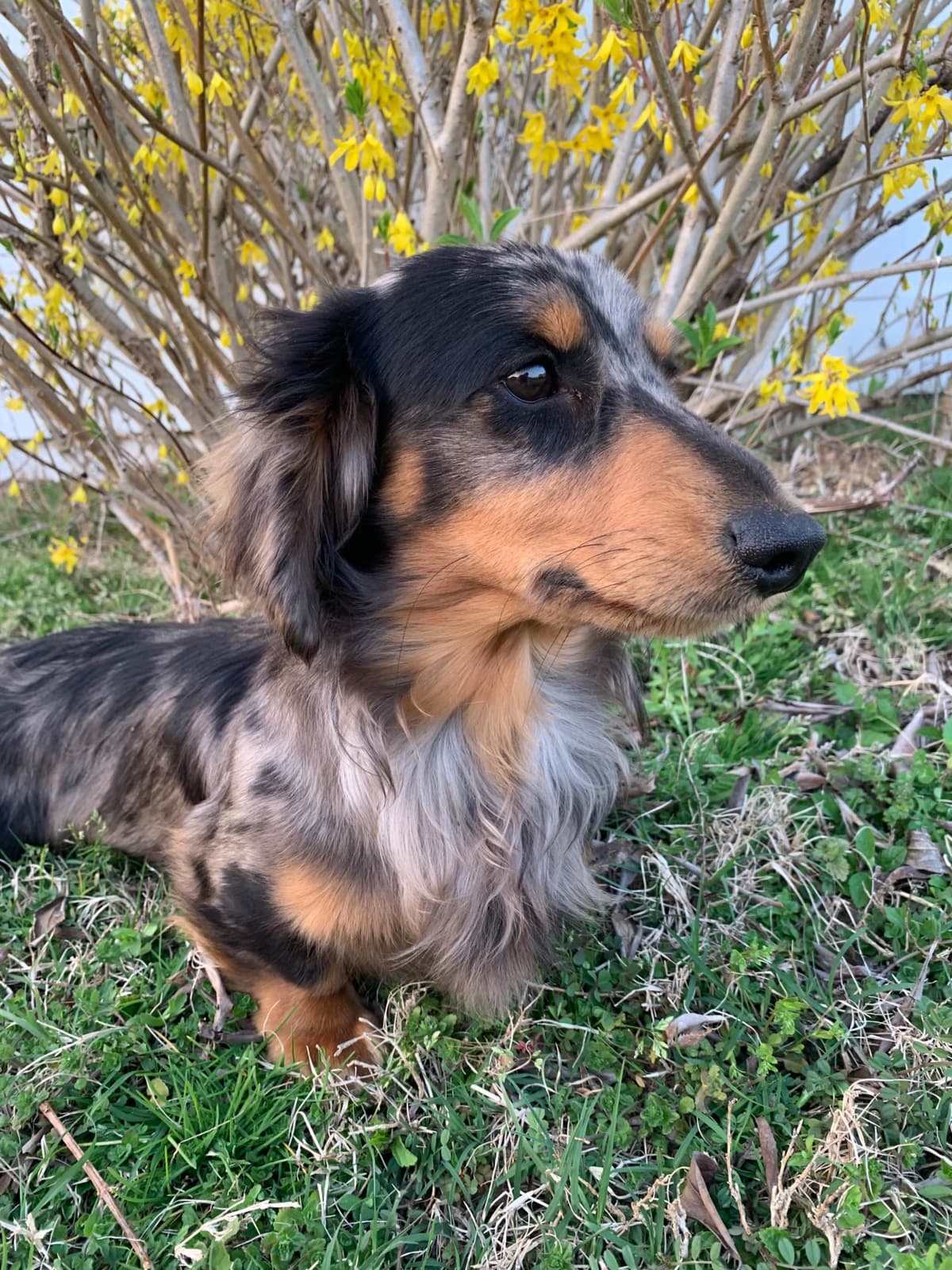 Dachshund Puppies breeder image 9