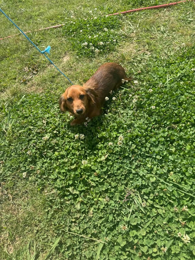 Dachshund Puppies media 2