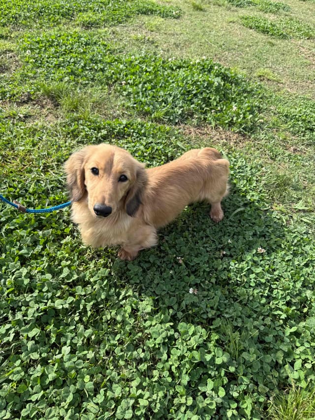Dachshund Puppies media 3