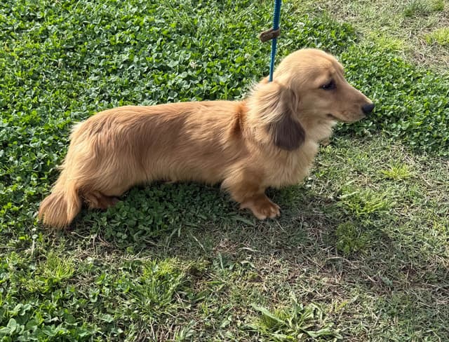 Dachshund Puppies media 4