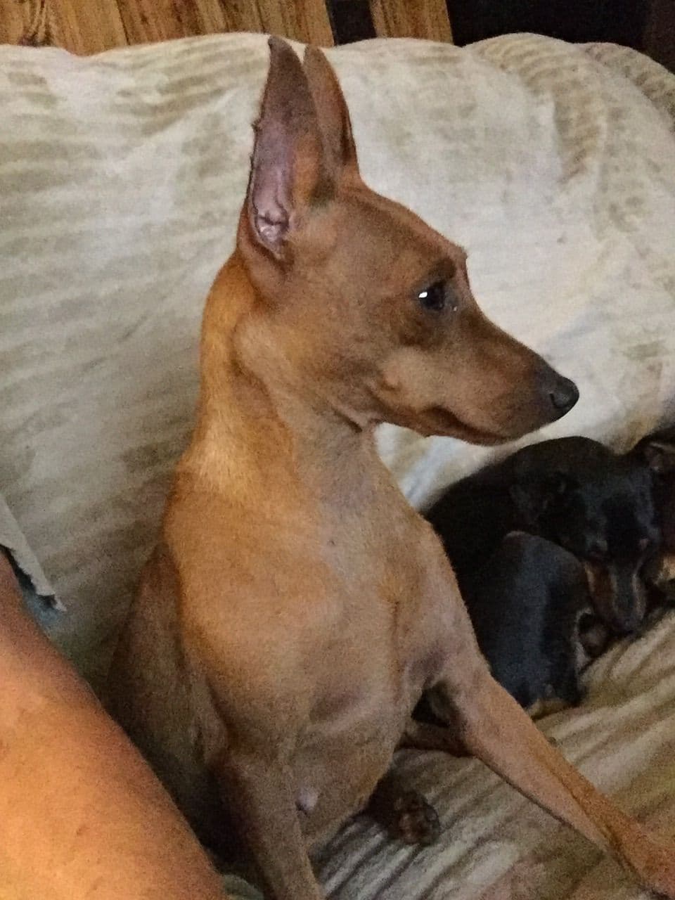 Miniature Pinscher Puppies breeder image 3