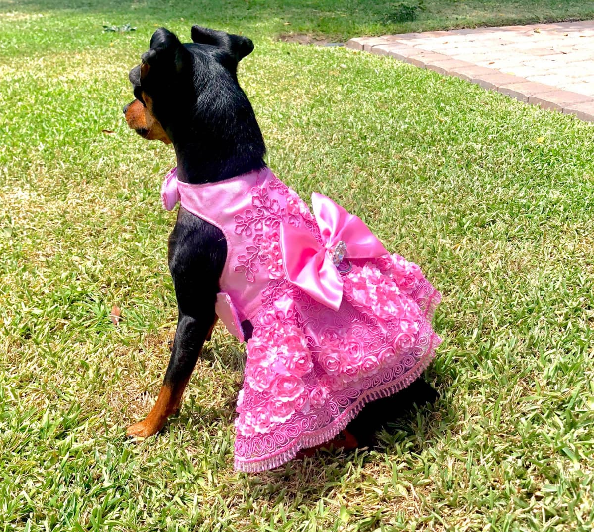 Miniature Pinscher Puppies breeder image 4