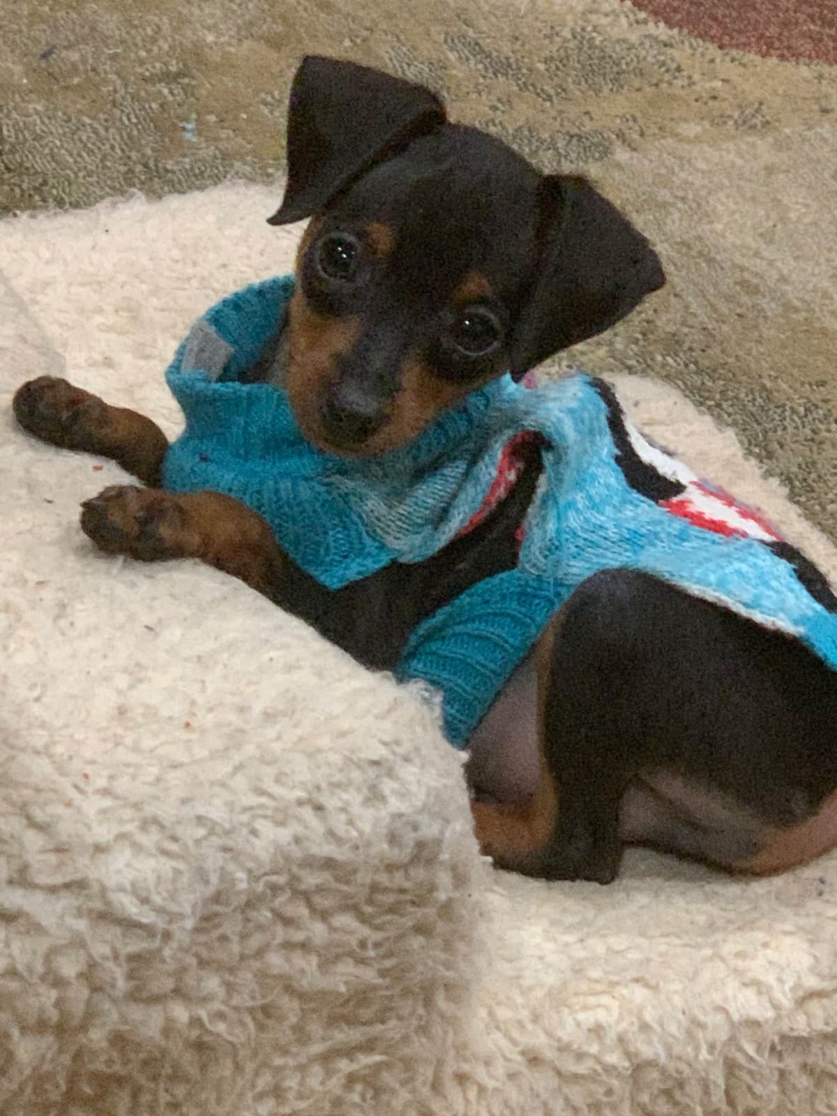 Miniature Pinscher Puppies breeder image 13