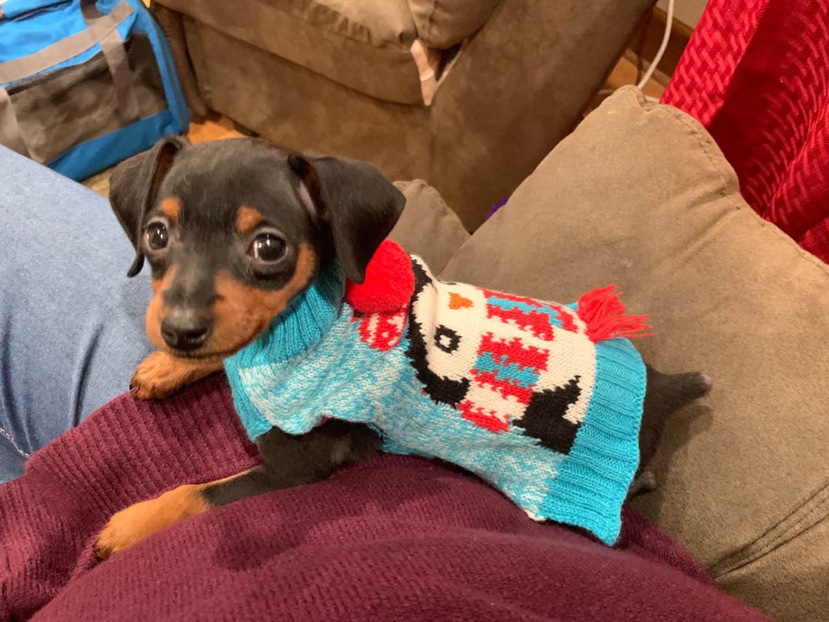 Miniature Pinscher Puppies breeder image 6