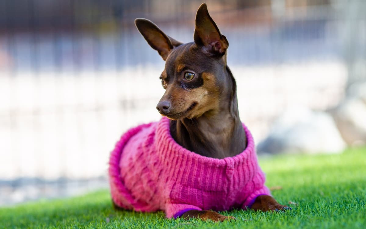 Miniature Pinscher Puppies breeder image 1