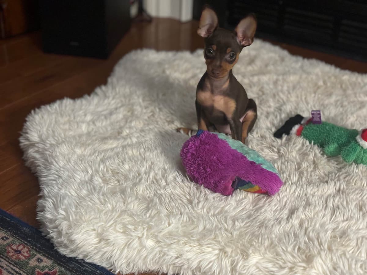 Miniature Pinscher Puppies breeder image 10
